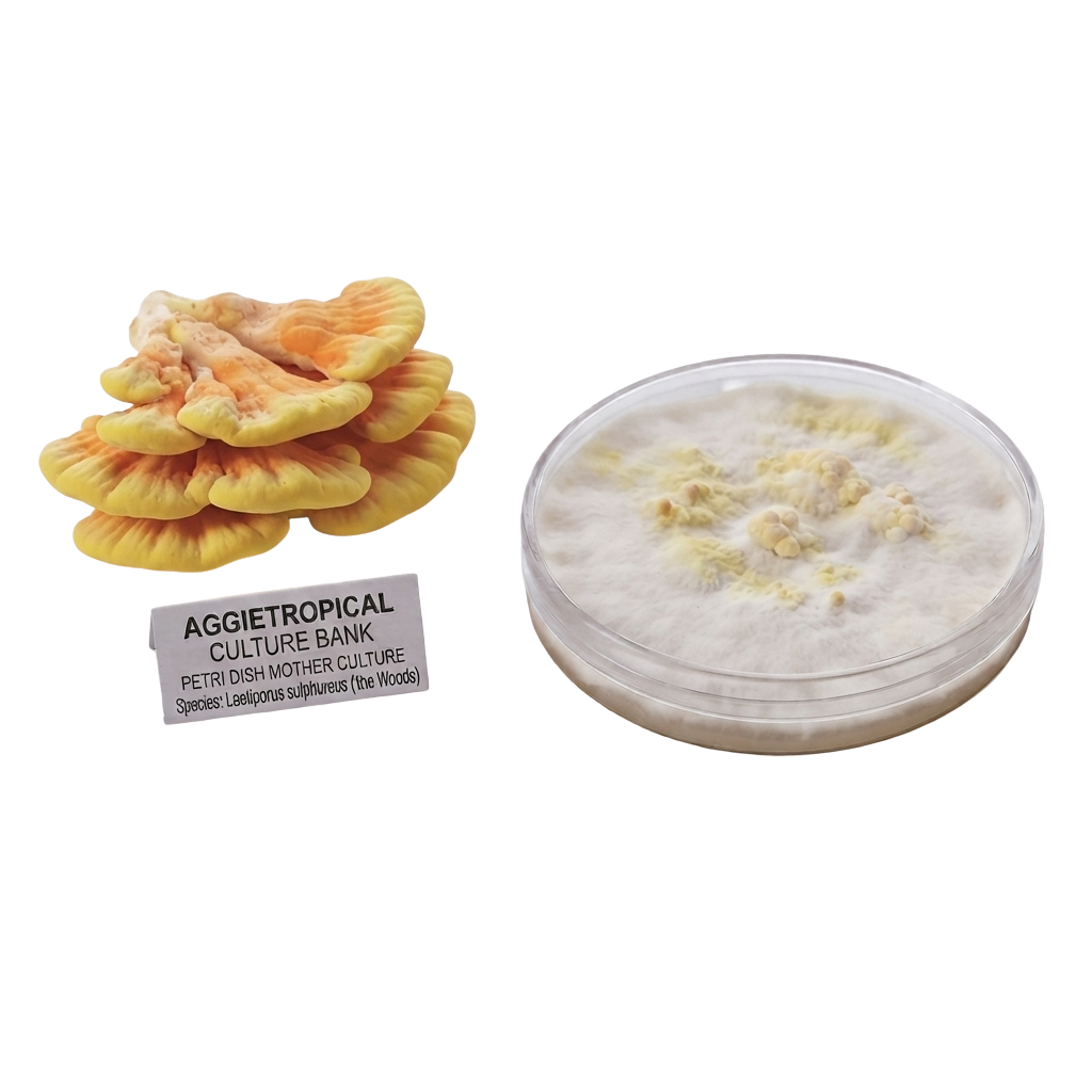 A product display showing a cluster of orange-brown Aggretropical mushroom fruiting bodies next to a small label, and a clear round petri dish containing white and pale yellow mycelium of chicken of the woods on a white background.