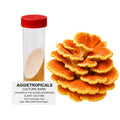 A Chicken of the Woods mushroom formed of bright orange-yellow shelf-like fan clusters, beside a clear 50ml centrifuge tube containing a slanted agar culture with white mycelial growth, labeled "AGGIETROPICALS CULTURE BANK, CHICKEN OF THE WOODS MUSHROOM SLANT CULTURE, 50ml Centrifuge Tube, Agar: MEA (Malt Extract Agar)", on a white background.