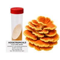A Chicken of the Woods mushroom formed of bright orange-yellow shelf-like fan clusters, beside a clear 50ml centrifuge tube containing a slanted agar culture with white mycelial growth, labeled "AGGIETROPICALS CULTURE BANK, CHICKEN OF THE WOODS MUSHROOM SLANT CULTURE, 50ml Centrifuge Tube, Agar: MEA (Malt Extract Agar)", on a white background.
