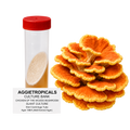 A 50ml culture tube with a red cap containing a beige slant culture, shown next to a cluster of orange and yellow chicken of the woods mushroom fruiting bodies. A text label at the bottom reads 'AGGIETROPICALS CULTURE BANK CHICKEN OF THE WOODS MUSHROOM SLANT CULTURE 50ml Centrifuge Tube Agar: MEA (Malt Extract Agar)'.