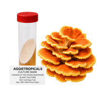 A 50ml culture tube with a red cap containing a beige slant culture, shown next to a cluster of orange and yellow chicken of the woods mushroom fruiting bodies. A text label at the bottom reads 'AGGIETROPICALS CULTURE BANK CHICKEN OF THE WOODS MUSHROOM SLANT CULTURE 50ml Centrifuge Tube Agar: MEA (Malt Extract Agar)'.