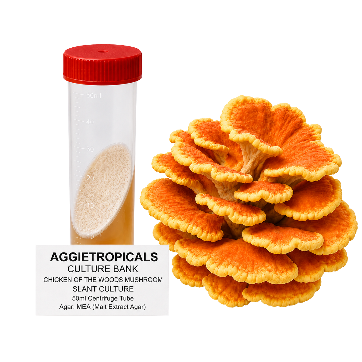 A 50ml culture tube with a red cap containing a beige slant culture, shown next to a cluster of orange and yellow chicken of the woods mushroom fruiting bodies. A text label at the bottom reads 'AGGIETROPICALS CULTURE BANK CHICKEN OF THE WOODS MUSHROOM SLANT CULTURE 50ml Centrifuge Tube Agar: MEA (Malt Extract Agar)'.