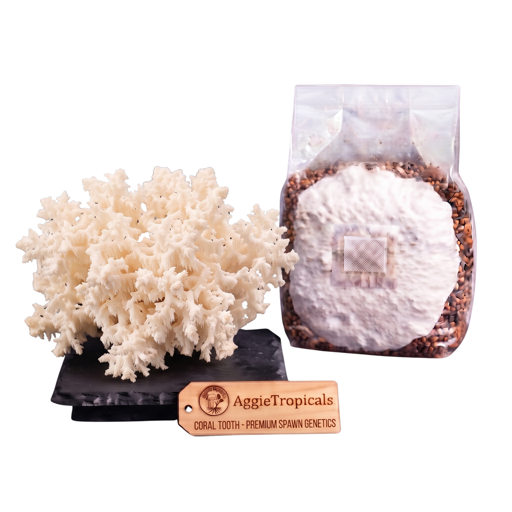 A coral tooth mushroom display next to a clear plastic pouch containing a white powder and brown granules, with a wooden tag reading AggieTropicals Coral Tooth - Premium Spawn Genetics, on a white background.