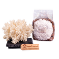 A coral tooth mushroom display next to a clear plastic pouch containing a white powder and brown granules, with a wooden tag reading AggieTropicals Coral Tooth - Premium Spawn Genetics, on a white background.