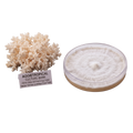 Coral tooth mushroom mother culture agar plate
