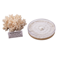 Coral tooth mushroom mother culture agar plate