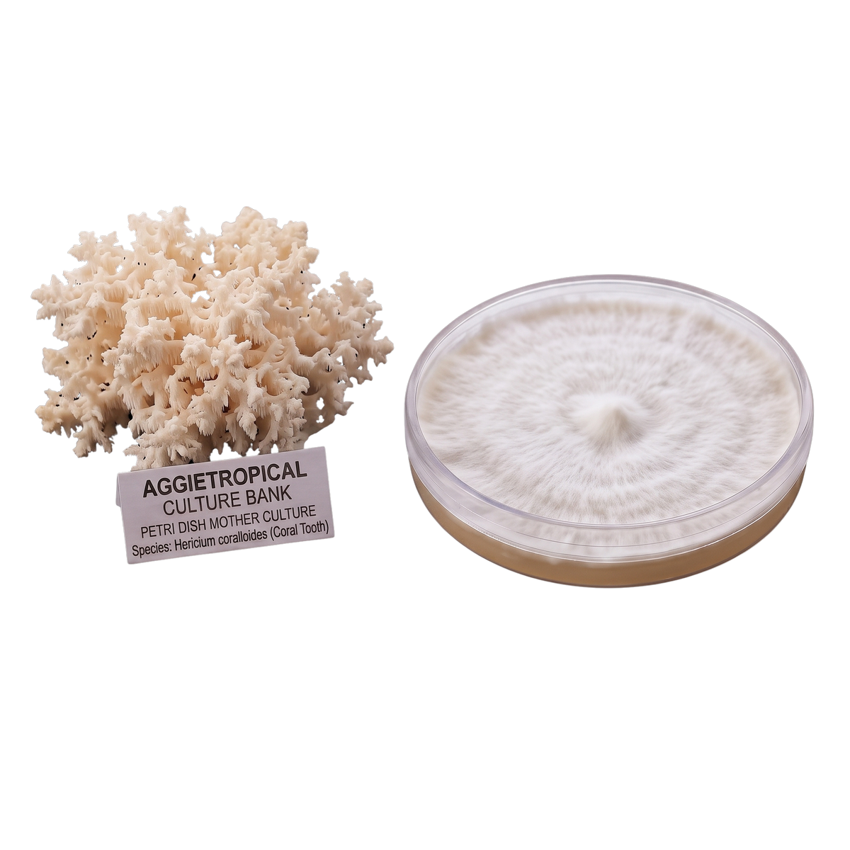 Coral tooth mushroom mother culture agar plate
