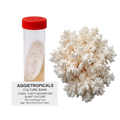 A 50ml centrifuge tube with a red cap containing a white slant culture, shown next to a cluster of white coral tooth mushroom fruiting bodies. A label below reads 'AGGIETROPICALS CULTURE BANK CORAL TOOTH MUSHROOM SLANT CULTURE 50ml Centrifuge Tube'.