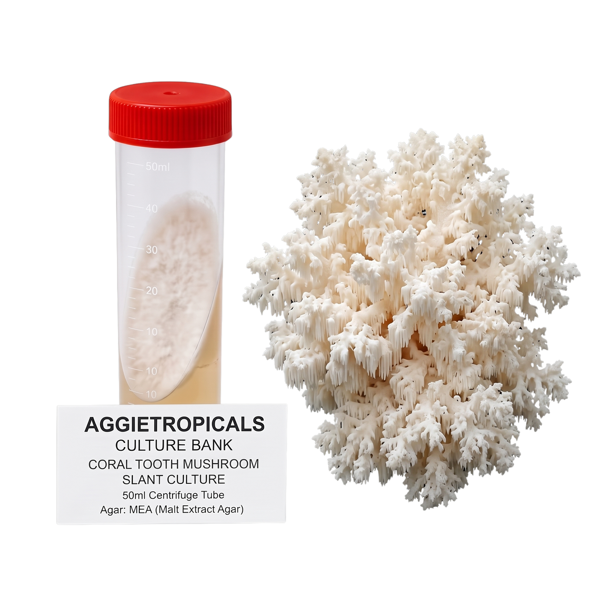 A 50ml centrifuge tube with a red cap containing a white slant culture, shown next to a cluster of white coral tooth mushroom fruiting bodies. A label below reads 'AGGIETROPICALS CULTURE BANK CORAL TOOTH MUSHROOM SLANT CULTURE 50ml Centrifuge Tube'.