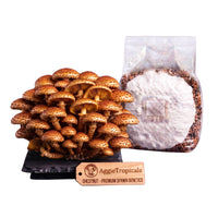 A dense cluster of Chestnut mushrooms with small golden-brown caps on a dark slate board, beside a clear plastic bag of grain spawn colonized with white mycelium, with a wooden tag reading "AggieTropicals, CHESTNUT - Premium Spawn Genetics", on a white background.