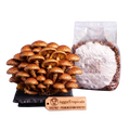 A cluster of mature chestnut mushrooms next to a clear plastic bag filled with brown substrate and white powder, with a wooden AggieTropicals brand tag in front on a white background.