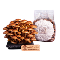 A cluster of mature chestnut mushrooms next to a clear plastic bag filled with brown substrate and white powder, with a wooden AggieTropicals brand tag in front on a white background.