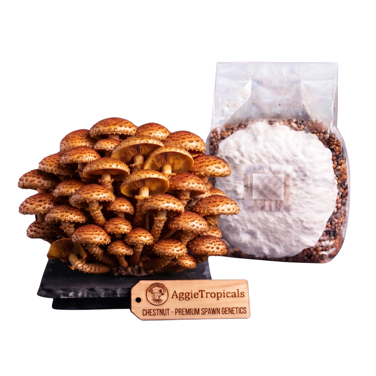 A cluster of mature chestnut mushrooms next to a clear plastic bag filled with brown substrate and white powder, with a wooden AggieTropicals brand tag in front on a white background.