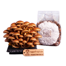 Load image into Gallery viewer, A cluster of mature chestnut mushrooms next to a clear plastic bag filled with brown substrate and white powder, with a wooden AggieTropicals brand tag in front on a white background.
