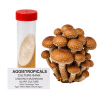 A dense cluster of Chestnut mushrooms with small golden-brown caps, beside a clear 50ml centrifuge tube containing a slanted agar culture with white mycelial growth, labeled "AGGIETROPICALS CULTURE BANK, CHESTNUT MUSHROOM SLANT CULTURE, 50ml Centrifuge Tube, Agar: MEA (Malt Extract Agar)", on a white background.