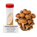 A cluster of chestnut mushroom spore print and a 50ml centrifuge tube containing the same mushroom culture, labeled 'AGGIETROPICALS CULTURE BANK CHESTNUT MUSHROOM SLANT CULTURE 50ml Centrifuge Tube' on a white background.