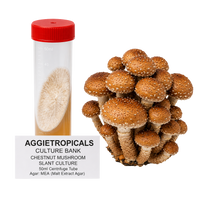 A cluster of chestnut mushroom spore print and a 50ml centrifuge tube containing the same mushroom culture, labeled 'AGGIETROPICALS CULTURE BANK CHESTNUT MUSHROOM SLANT CULTURE 50ml Centrifuge Tube' on a white background.