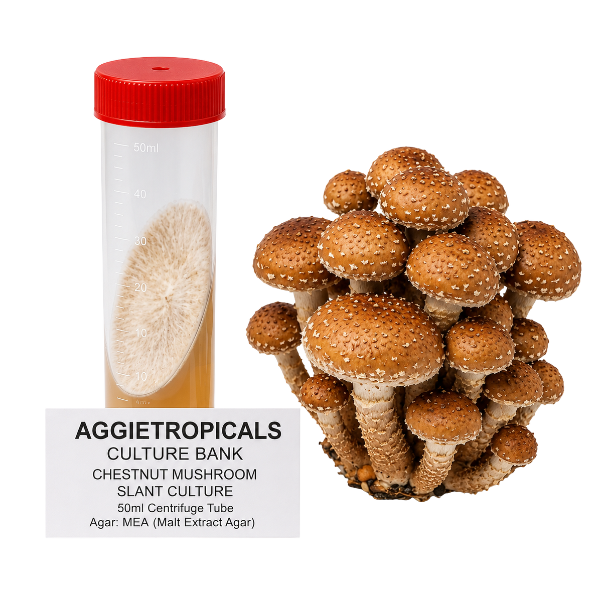A cluster of chestnut mushroom spore print and a 50ml centrifuge tube containing the same mushroom culture, labeled 'AGGIETROPICALS CULTURE BANK CHESTNUT MUSHROOM SLANT CULTURE 50ml Centrifuge Tube' on a white background.