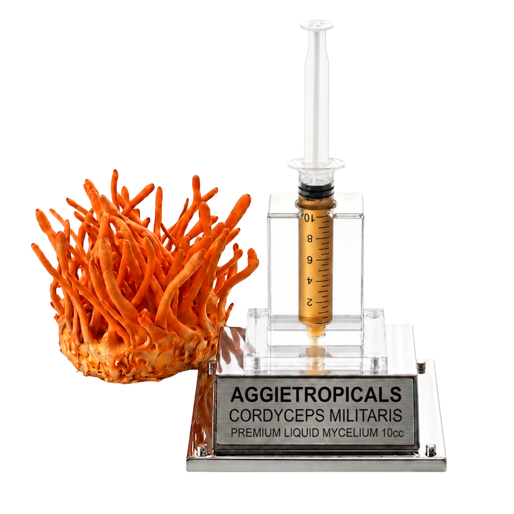 A 10cc liquid mycelium starter kit by Aggietropicals, featuring an orange Cordyceps militaris fruiting body next to a clear plastic syringe filled with amber-colored liquid on a clear acrylic stand with a silver metal base.