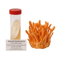 A cluster of Cordyceps militaris mushrooms with orange, finger-like fruiting bodies, beside a clear 50ml centrifuge tube containing a slanted agar culture with white mycelial growth, labeled "AGGIETROPICALS CULTURE BANK, CORDYCEPS MUSHROOM SLANT CULTURE, 50ml Centrifuge Tube, Agar: MEA (Malt Extract Agar)", on a white background.