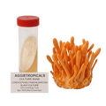An orange Cordyceps militaris mushroom slant culture cluster shown next to a clear 50ml culture tube with a red cap and a label reading 'AGGIETROPICALS CULTURE BANK'.
