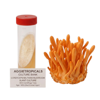 An orange Cordyceps militaris mushroom slant culture cluster shown next to a clear 50ml culture tube with a red cap and a label reading 'AGGIETROPICALS CULTURE BANK'.