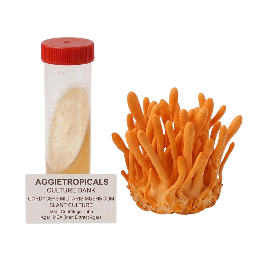 An orange Cordyceps militaris mushroom slant culture cluster shown next to a clear 50ml culture tube with a red cap and a label reading 'AGGIETROPICALS CULTURE BANK'.