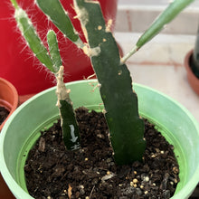 تحميل الصورة في عارض المعرض، halleys-comet-dragon-fruit-growing-in-a-small-green-plastic-pot
