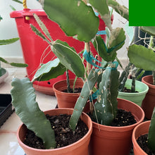 تحميل الصورة في عارض المعرض، Halleys-comet-dragon-fruit-rooted-and-growing-in-a-small-pot
