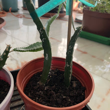 تحميل الصورة في عارض المعرض، Two-halleys-comet-dragon-fruit-growing-in-a-small-pot
