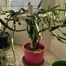 تحميل الصورة في عارض المعرض، dragon-fruit-plant-halleys-comet-growing-indoors.
