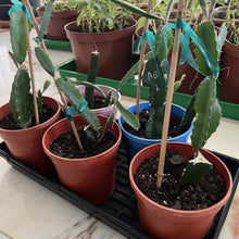 تحميل الصورة في عارض المعرض، Potted-cacti-and-succulents-on-a-black-tray-with-a-marble-surface background
