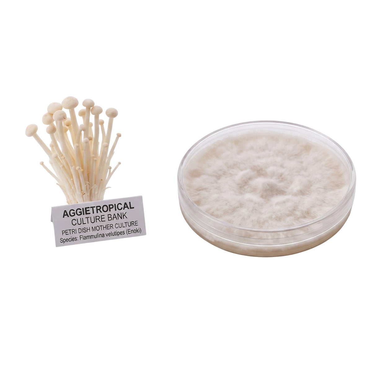 A cluster of Enoki mushrooms with long thin stems and small tan caps, beside a round petri dish showing white mycelial growth on agar, labeled "AGGIETROPICAL CULTURE BANK, PETRI DISH MOTHER CULTURE, Species: Flammulina filiformis", on a white background.