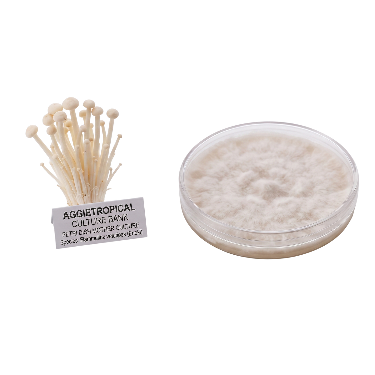 A petri dish containing white fluffy fungal mycelium next to a bundle of small beige mushroom spore pins with a label reading 'AGGJETROPICAL CULTURE BANK'.