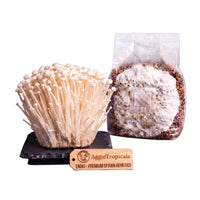 A cluster of Enoki mushrooms with long thin stems and small tan caps on a dark slate board, beside a clear plastic bag of grain spawn colonized with white mycelium, with a wooden tag reading "AggieTropicals, ENOKI - Premium Spawn Genetics", on a white background.