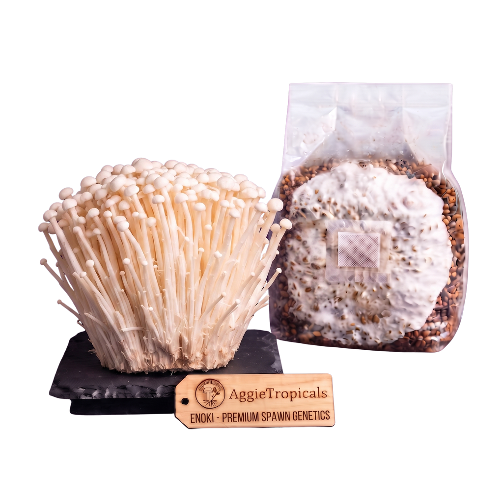 Enoki mushroom sterilized grain spawn bag