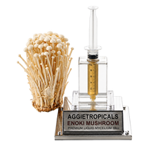 تحميل الصورة في عارض المعرض، A clear acrylic enoki mushroom mycelium kit by Aggietropicals, featuring a liquid culture chamber with a syringe-style measurement device and a clear glass bottle containing golden liquid, shown next to a cluster of mature beige enoki mushrooms on a silver base.
