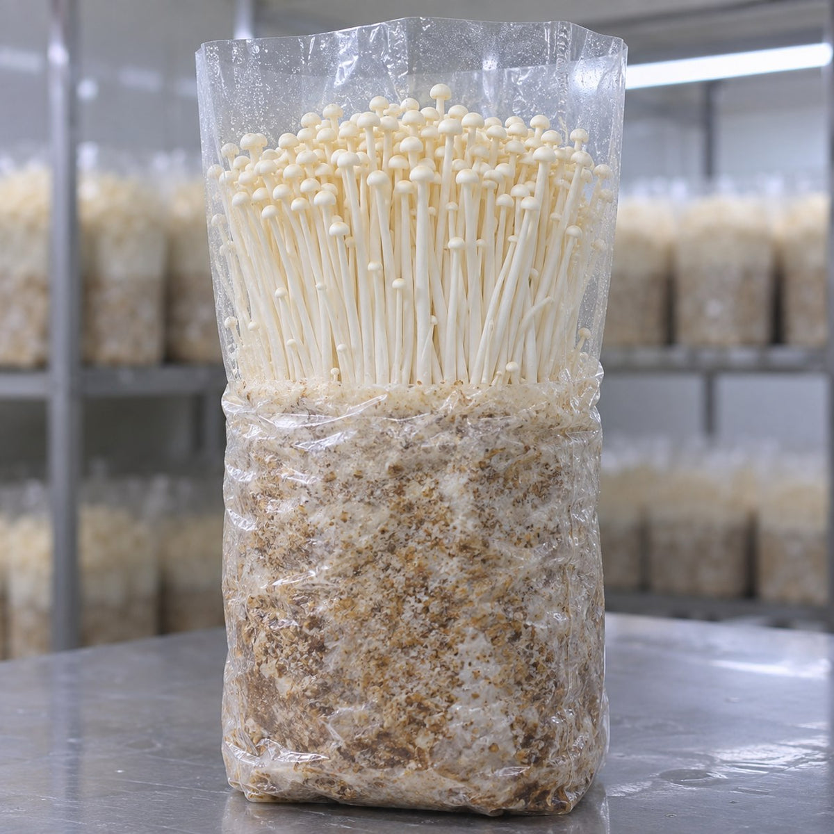 A clear plastic bag filled with growing enoki mushrooms, standing on a stainless steel surface with shelves of similar bags in the blurred background.