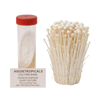 A cluster of Enoki mushrooms with long thin stems and small tan caps, beside a clear 50ml centrifuge tube containing a slanted agar culture with white mycelial growth, labeled "AGGIETROPICALS CULTURE BANK, ENOKI MUSHROOM SLANT CULTURE, 50ml Centrifuge Tube, Agar: MEA (Malt Extract Agar)", on a white background.