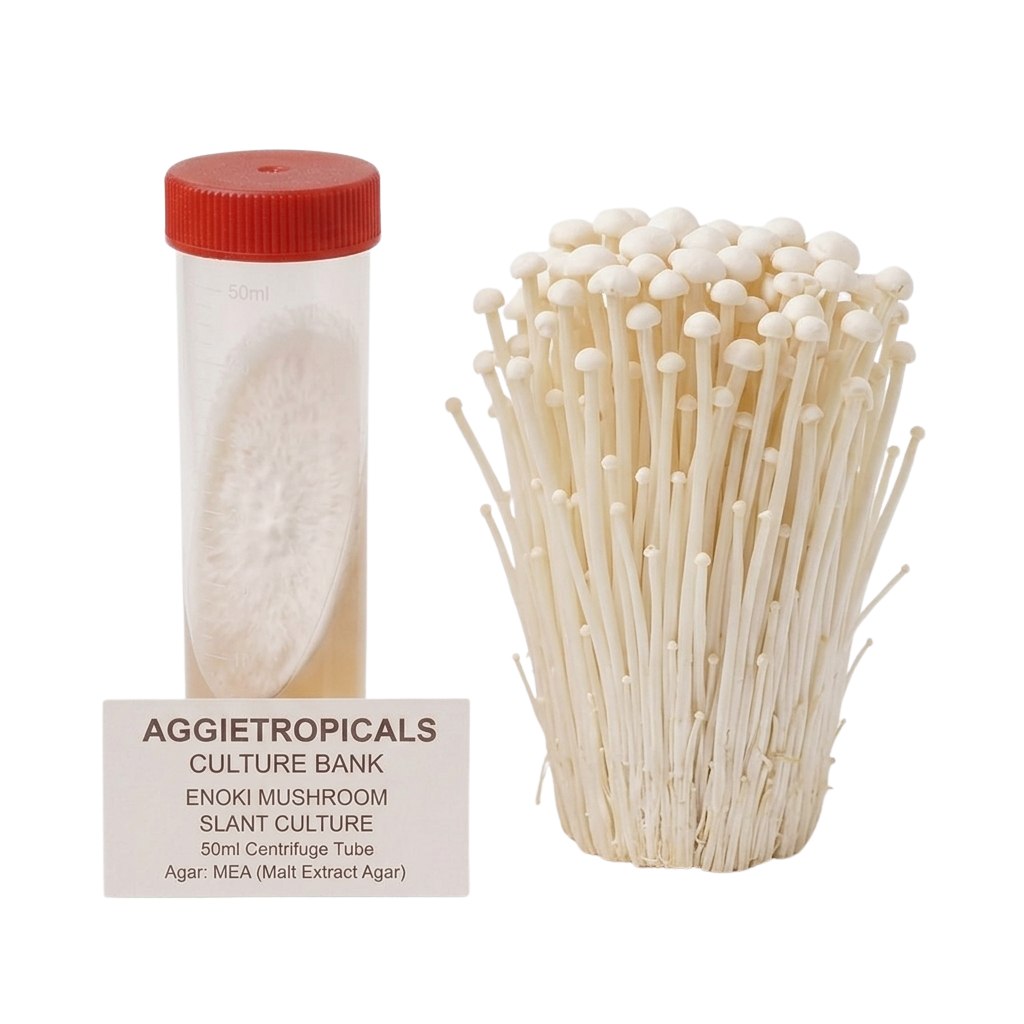 A cluster of Enoki mushrooms with long thin stems and small tan caps, beside a clear 50ml centrifuge tube containing a slanted agar culture with white mycelial growth, labeled "AGGIETROPICALS CULTURE BANK, ENOKI MUSHROOM SLANT CULTURE, 50ml Centrifuge Tube, Agar: MEA (Malt Extract Agar)", on a white background.