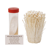 A 50ml centrifuge tube with a red lid containing white enoki mushroom slant culture agar, shown next to a cluster of mature off-white enoki mushrooms on a white background. A label reads 'AGGietROPICALS CULTURE BANK ENOKI MUSHROOM SLANT CULTURE 50ml Centrifuge Tube'.