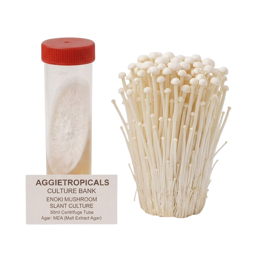 A 50ml centrifuge tube with a red lid containing white enoki mushroom slant culture agar, shown next to a cluster of mature off-white enoki mushrooms on a white background. A label reads 'AGGietROPICALS CULTURE BANK ENOKI MUSHROOM SLANT CULTURE 50ml Centrifuge Tube'.