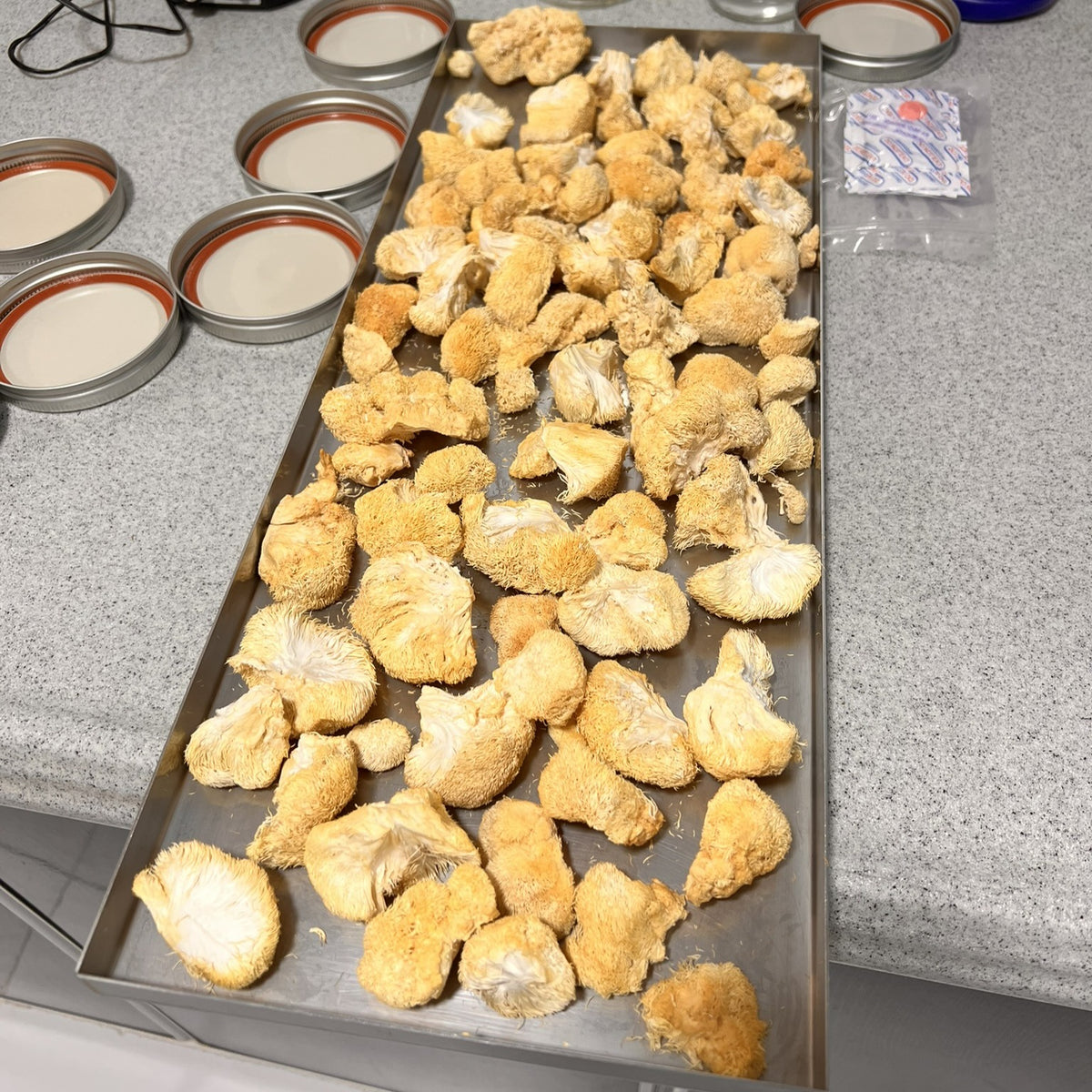 Trays containing liondmane mushroom on a speckled countertop.