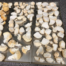 Load image into Gallery viewer, Freeze-Dried Lion's Mane Mushroom
