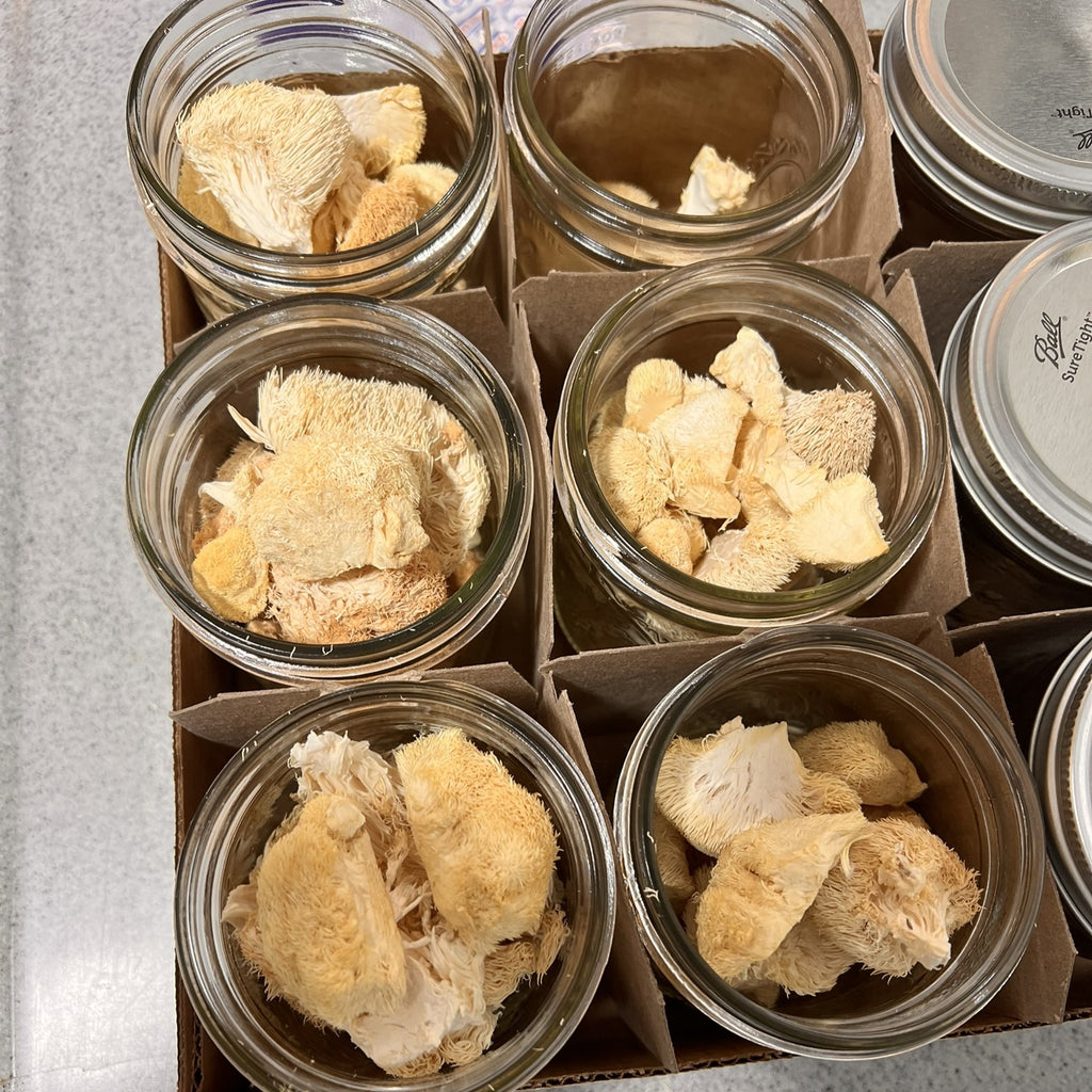 Clear glass jars with metal lids containing liondmane mushroom on a speckled countertop.