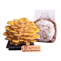 A cluster of Golden Oyster mushrooms with bright yellow fan-shaped caps on a dark slate board, beside a clear plastic bag of grain spawn colonized with white mycelium, with a wooden tag reading "AggieTropicals, GOLDEN OYSTER - Premium Spawn Genetics", on a white background.