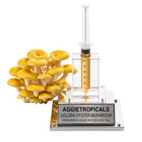 A cluster of Golden Oyster mushrooms with bright yellow fan-shaped caps, beside a syringe filled with liquid mycelium culture mounted on a mirrored stand, labeled "AGGIETROPICALS, GOLDEN OYSTER, PREMIUM LIQUID MYCELIUM 10cc", on a white background.