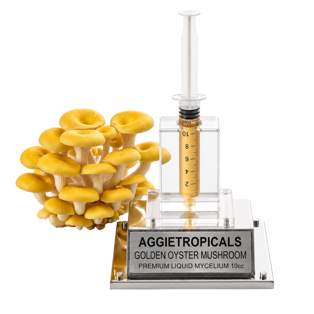 A cluster of small golden oyster mushrooms displayed beside a clear acrylic and metal display stand holding a transparent syringe filled with golden liquid. The base plate is engraved with the brand name AGGietropicals and reads 'GOLDEN OYSTER MUSHROOM PREMIUM LIQUID MYCELIUM 10cc'.