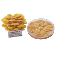A cluster of Golden Oyster mushrooms with bright yellow fan-shaped caps, beside a round petri dish showing white mycelial growth on agar, labeled "AGGIETROPICAL CULTURE BANK, PETRI DISH MOTHER CULTURE, Species: Pleurotus citrinopileatus", on a white background.