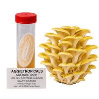 A cluster of Golden Oyster mushrooms with bright yellow fan-shaped caps, beside a clear 50ml centrifuge tube containing a slanted agar culture with white mycelial growth, labeled "AGGIETROPICALS CULTURE BANK, GOLDEN OYSTER MUSHROOM SLANT CULTURE, 50ml Centrifuge Tube, Agar: MEA (Malt Extract Agar)", on a white background.